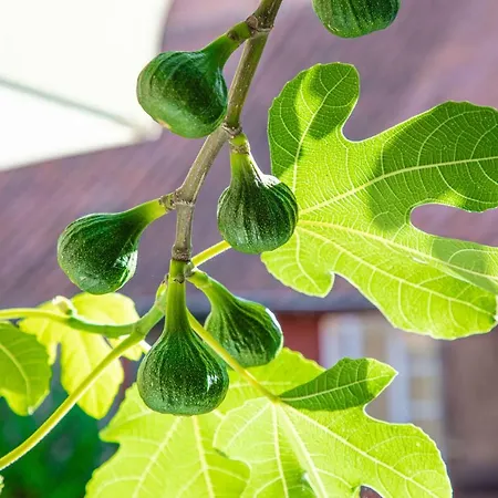Holmegaard Gæstehus 3*