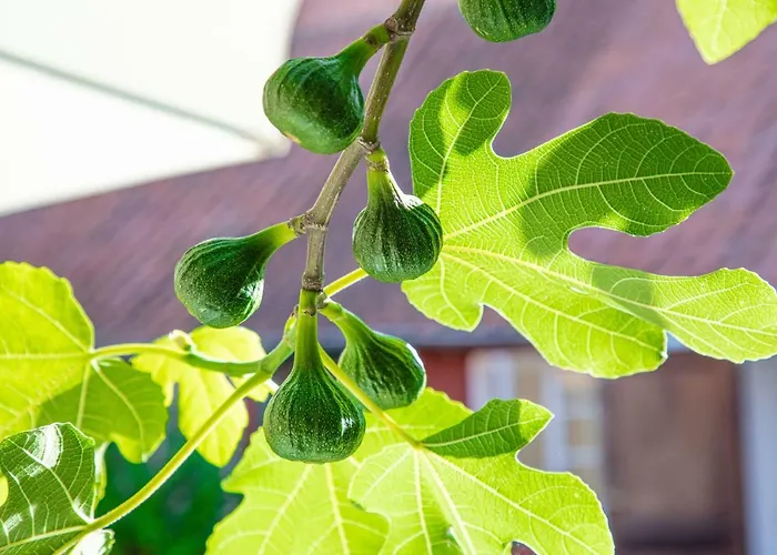 Holmegaard Gæstehus 3*